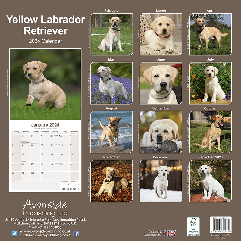 Labrador Yellow Calendar 2024 (Square) Dogs Naturally